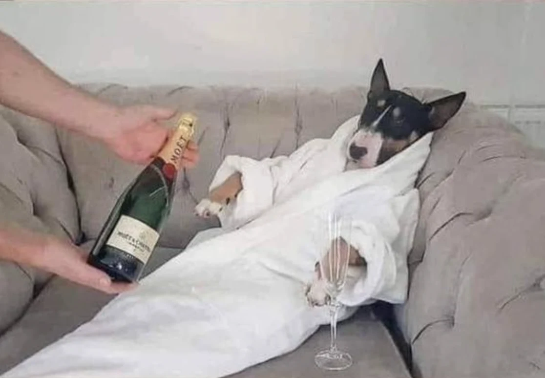 Dog relaxing in a bathrobe on a sofa while champagne is offered